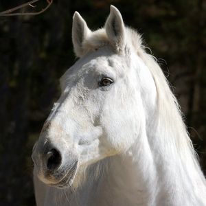 Preview wallpaper horse, white, head, mane