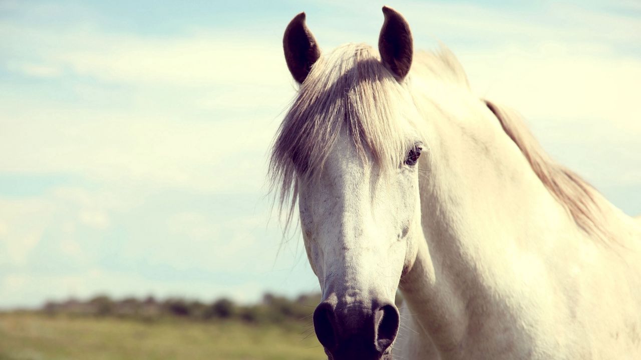 Wallpaper horse, white, head, mane