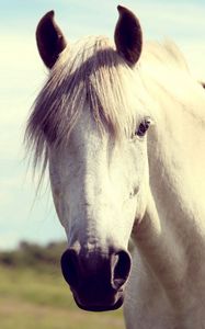 Preview wallpaper horse, white, head, mane