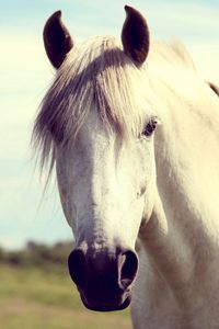 Preview wallpaper horse, white, head, mane