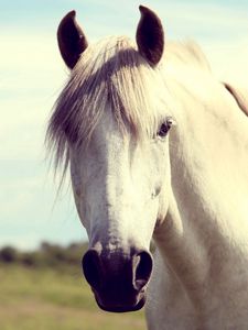 Preview wallpaper horse, white, head, mane