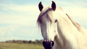 Preview wallpaper horse, white, head, mane