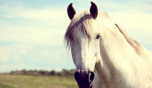 Preview wallpaper horse, white, head, mane