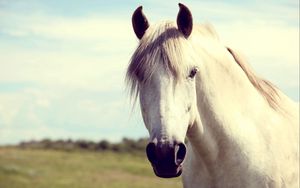 Preview wallpaper horse, white, head, mane