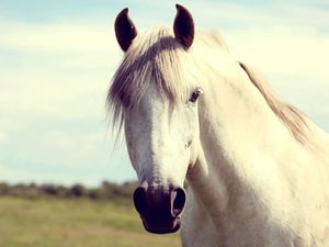 Preview wallpaper horse, white, head, mane