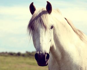 Preview wallpaper horse, white, head, mane