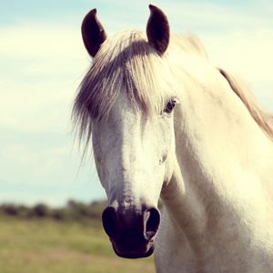 Preview wallpaper horse, white, head, mane