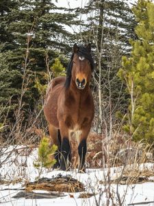 Preview wallpaper horse, wild, animal, trees, winter