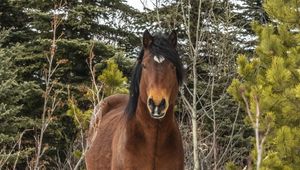 Preview wallpaper horse, wild, animal, trees, winter