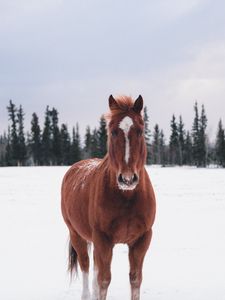 Preview wallpaper horse, winter, snow, forest