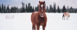 Preview wallpaper horse, winter, snow, forest