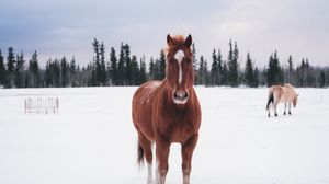 Preview wallpaper horse, winter, snow, forest