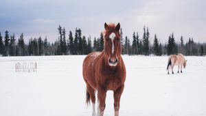 Preview wallpaper horse, winter, snow, forest