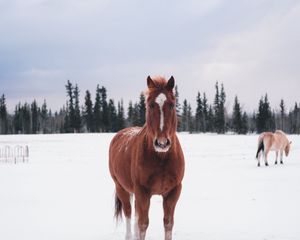 Preview wallpaper horse, winter, snow, forest