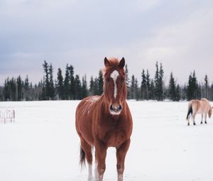 Preview wallpaper horse, winter, snow, forest