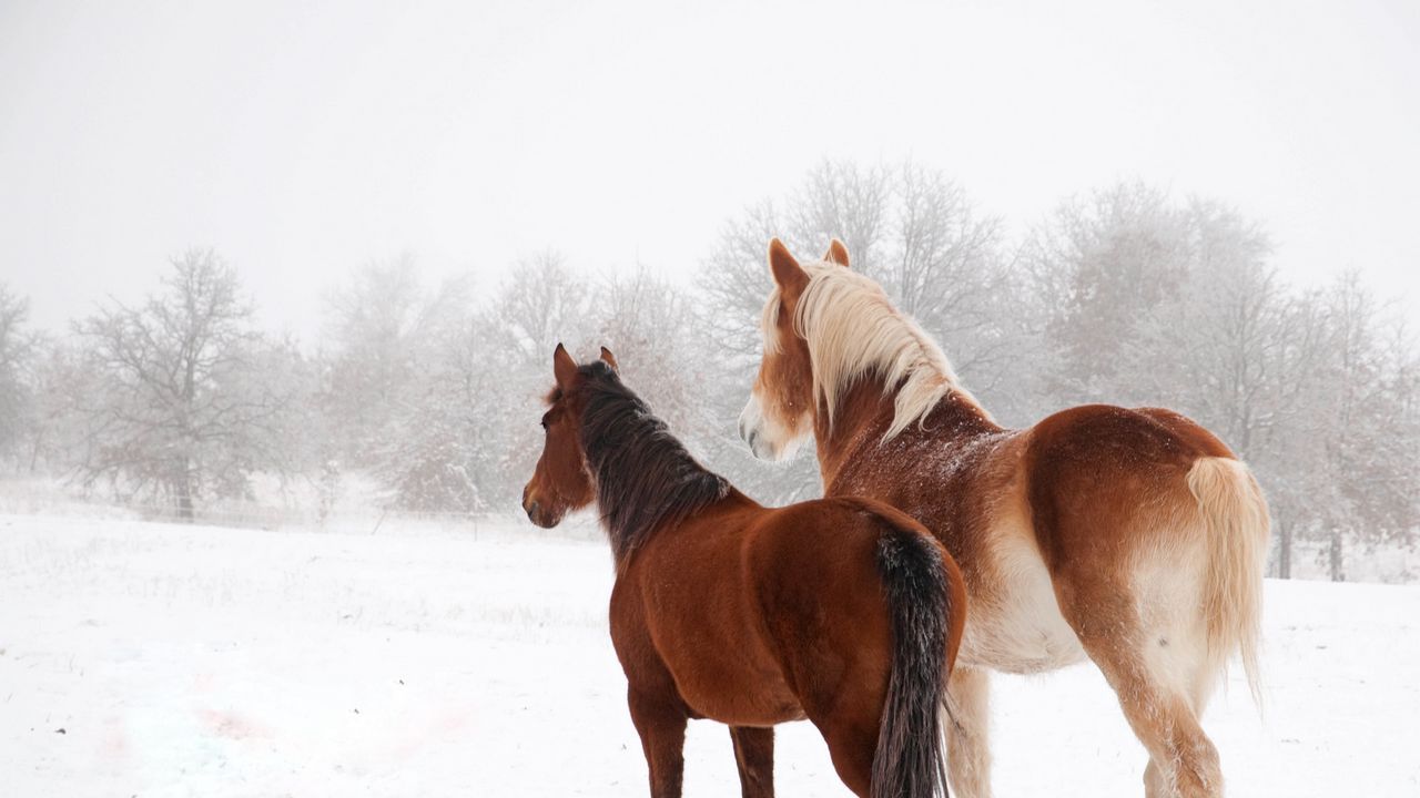Wallpaper horse, winter, snow, couple