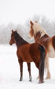 Preview wallpaper horse, winter, snow, couple
