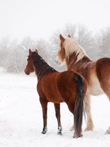 Preview wallpaper horse, winter, snow, couple