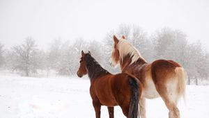 Preview wallpaper horse, winter, snow, couple