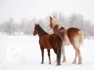 Preview wallpaper horse, winter, snow, couple