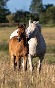 Preview wallpaper horses, animals, grass