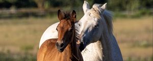 Preview wallpaper horses, animals, grass