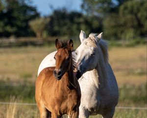 Preview wallpaper horses, animals, grass