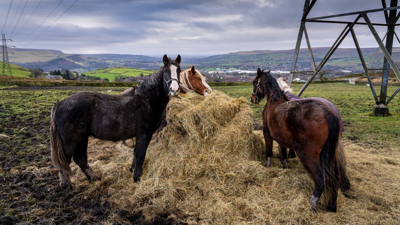 Wallpaper horses, animals, hay