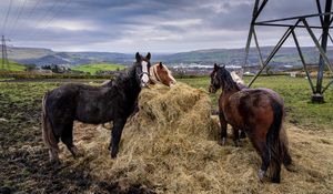 Preview wallpaper horses, animals, hay