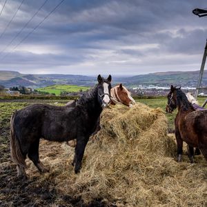 Preview wallpaper horses, animals, hay
