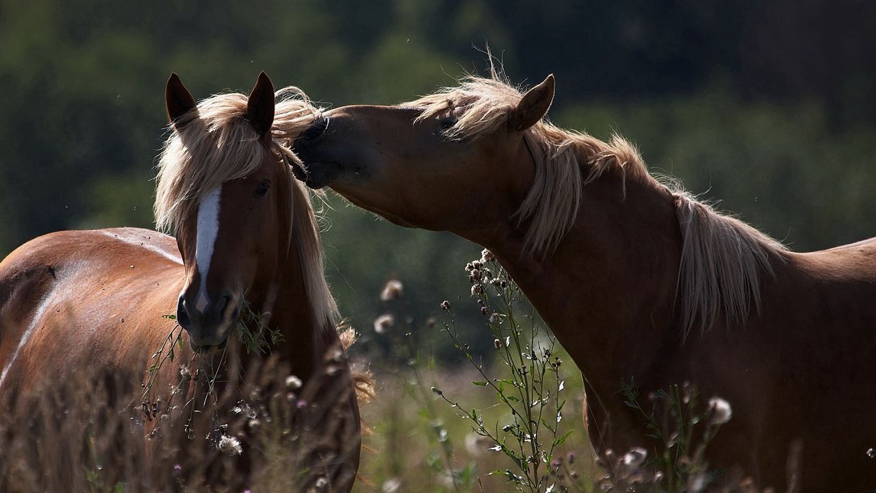 Wallpaper horses, caring, couple, field, grass, tender, shade