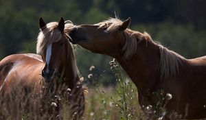 Preview wallpaper horses, caring, couple, field, grass, tender, shade