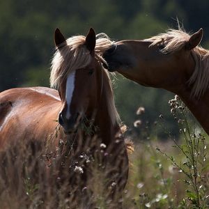 Preview wallpaper horses, caring, couple, field, grass, tender, shade