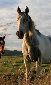 Preview wallpaper horses, couple, field, grass