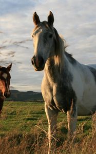 Preview wallpaper horses, couple, field, grass