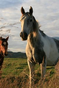 Preview wallpaper horses, couple, field, grass