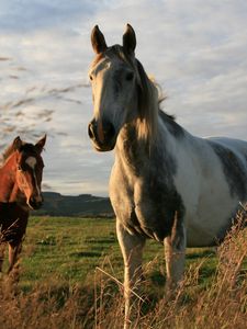 Preview wallpaper horses, couple, field, grass