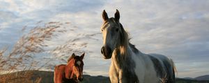 Preview wallpaper horses, couple, field, grass