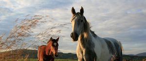 Preview wallpaper horses, couple, field, grass