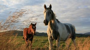 Preview wallpaper horses, couple, field, grass