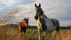 Preview wallpaper horses, couple, field, grass