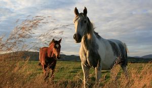 Preview wallpaper horses, couple, field, grass