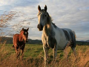 Preview wallpaper horses, couple, field, grass