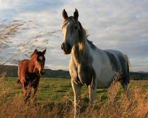 Preview wallpaper horses, couple, field, grass