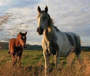 Preview wallpaper horses, couple, field, grass