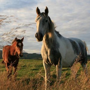 Preview wallpaper horses, couple, field, grass