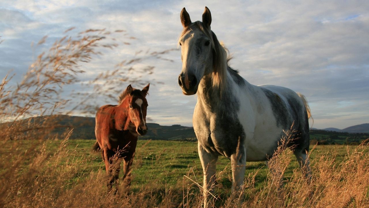 Wallpaper horses, couple, grass, walk