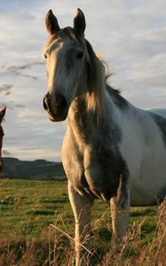 Preview wallpaper horses, couple, grass, walk