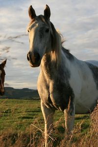 Preview wallpaper horses, couple, grass, walk