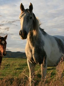 Preview wallpaper horses, couple, grass, walk